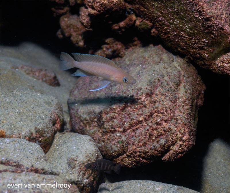 Neolamprologus longior 'Mahale Mountains NP'